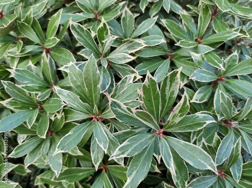 Pieris japonica 'Little Heath'