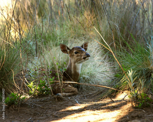 Small beige and white young deer resting in the grass