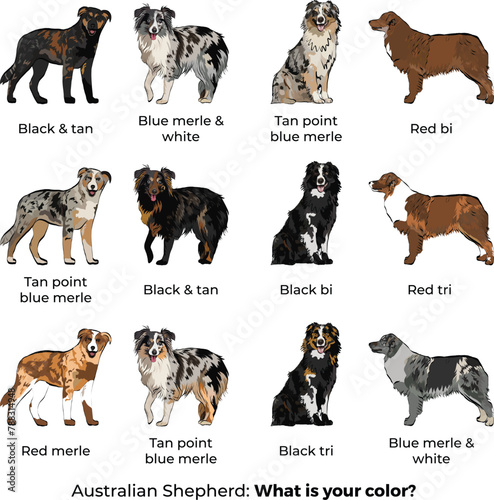 Australian Shepherd breed, Aussie Colors and Coat Patterns, in various poses, designs for prints. Cartoon vector set. Black and tan, Tan point blue merle, Red merle, tri, bi, black, Blue merle.Popular