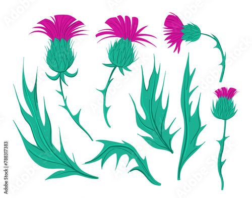Thistle illustration. Set of colorful  hand drawn vector sketches