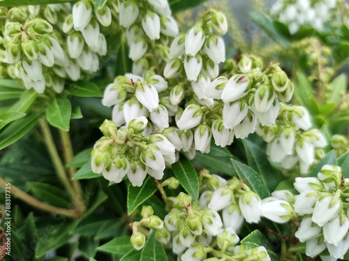Canvas Print Pieris japonica 'Prelude'