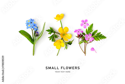 Small meadow flowers set isolated on white background.