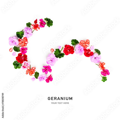 Geranium flowers petals leaves creative layout isolated on white background.