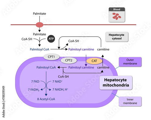 Ketogenesis transforms fats and some amino acids into ketone bodies, providing an alternative fuel source, crucial during fasting or low-carb diets, 2d