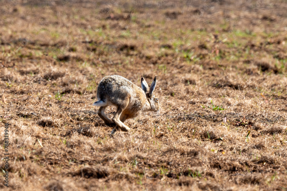 Obraz premium Lièvre d'Europe, Lièvre brun, Lepus europaeus