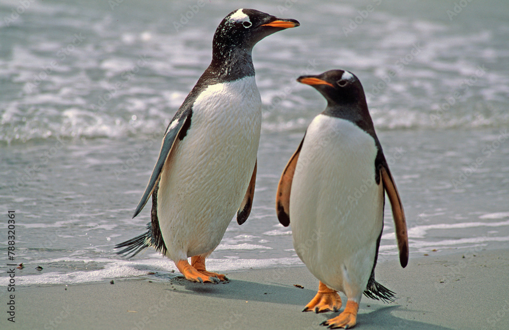 Fototapeta premium Manchot papou, .Pygoscelis papua, Gentoo Penguin, Iles Falkland, Malouines