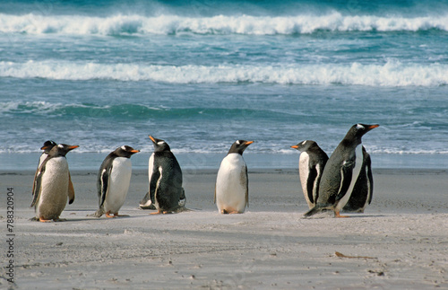 Manchot papou, .Pygoscelis papua, Gentoo Penguin, Iles Falkland, Malouines