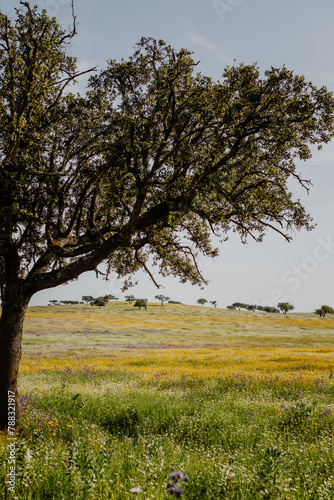 Flowered meadow in Alentejo Portugal