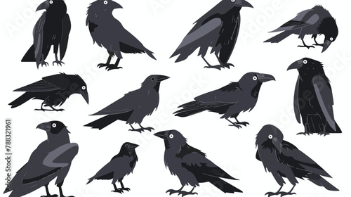 Set of black Raven or Crow birds. Different poses. Ca