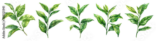 Watercolor green tea leaves isolated on transparent background. 