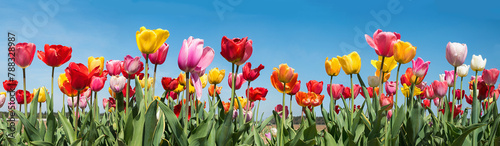 colorful tulip field panorama with various types, blue sky
