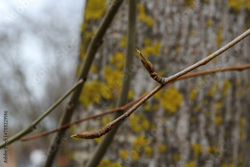 Spring buds on a flexible tree branch close-up. Blurred background - a wide tree trunk with yellow moss and other branches. Mainly cloudy