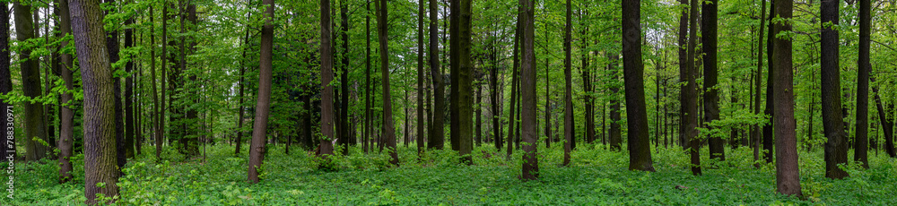 interior of a deciduous forest in spring interior of a deciduous forest in spring