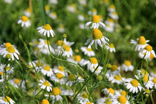 Chamomile flower grow in the garden. Camomile in the nature. Field of camomiles at sunny day at nature