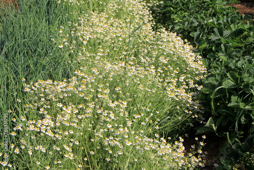 Chamomile flower grow in the garden. Camomile in the nature. Field of camomiles at sunny day at nature