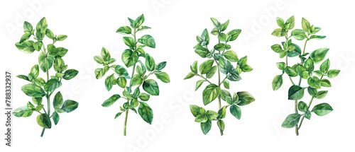 Watercolor green oregano leaves isolated on transparent background. 