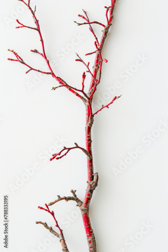 Vertical Close up red dry autumn tree branch.