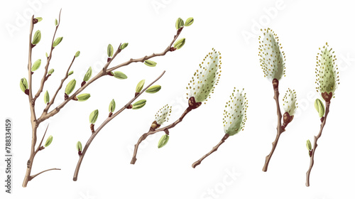 Willows branches. Spring pussy plant catkins buds in