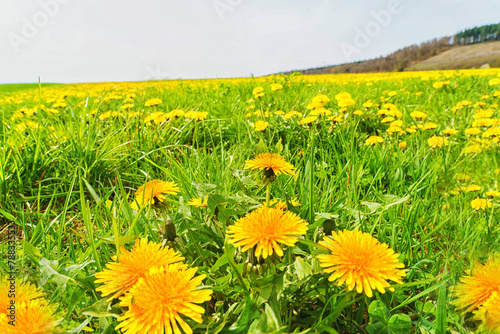 Large field with yellow flowers on a sunny day. photo