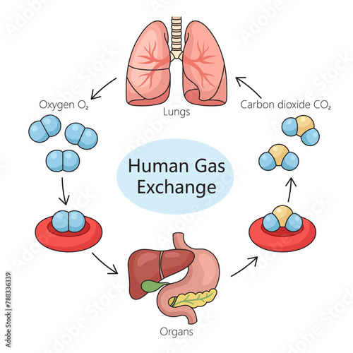 Human respiratory gas exchange process, including oxygen intake and carbon dioxide expulsion diagram hand drawn schematic vector illustration. Medical science educational illustration