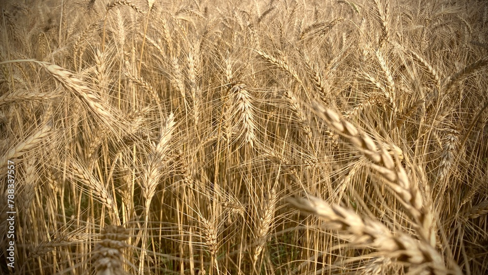 Fototapeta premium Golden wheat field, sun-drenched landscape, ripe grain, rural agriculture, amber waves, harvest season, close-up detail