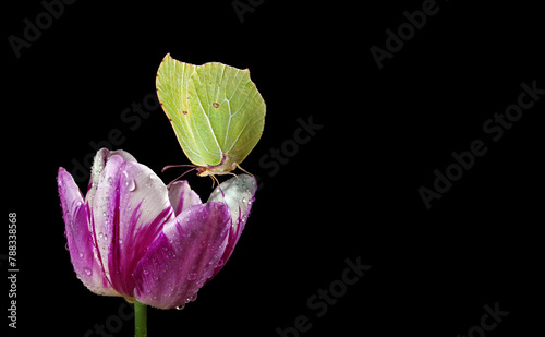 yellow butterfly on purple tulip flower in water drops isolated on black. bri...