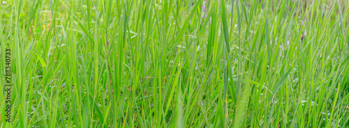 green grass background. Wild green grass, panoramic banner	