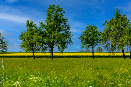 Green field of grass with trees yellow field of flowering rapeseed on blue sky, landscape of Italian Po Valley countryside with spring colors