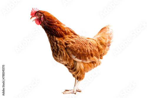 Chicken, Full body of brown chicken hen standing isolated transparent background, Laying hens farmers concept, PNG File © ISENGARD
