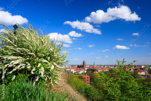 Beautiful blooming bushes and the Main City of Gdansk at spring, Poland © Patryk Kosmider