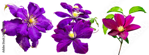 purple flower of clematis. clematis flower  isolated  on a white background