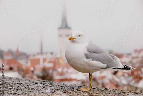Sea gull against the panoramic view of old town Tallinn, Estonia