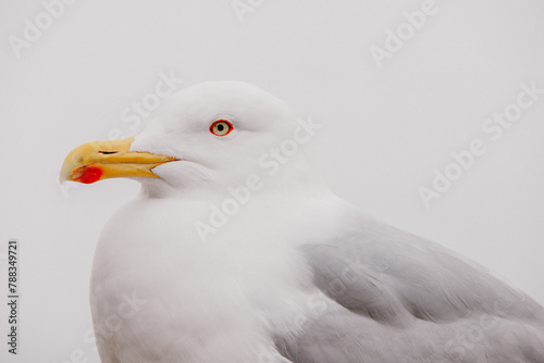Close-up portrait of a sea gull 