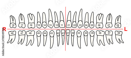 tooth