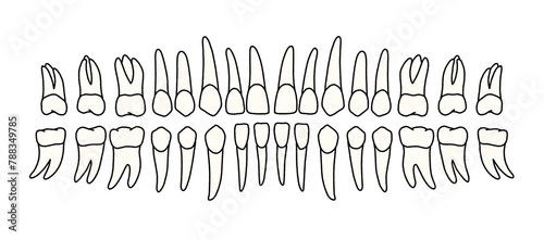 tooth
