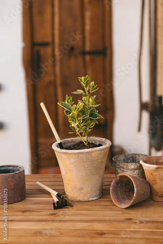 Flowers in clay pots stand on a wooden table. Series of photographs. The process of planting plants DIY. Warm juicy colors.