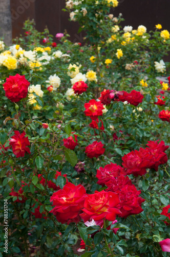 Roses in the garden, Roses are beautiful with a beautiful sunny day.