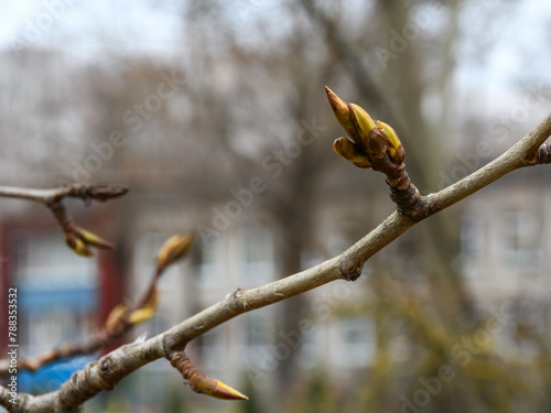 Spring bud on a tree branch close-up in an urban environment. Blurred background - city building and other trees. Mainly cloudy