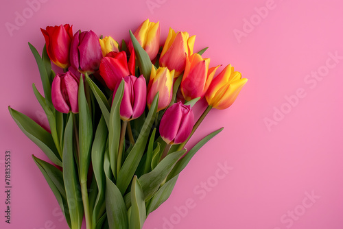 A bouquet of vibrant tulips, isolated on a spring blossom pink background, signaling the rebirth of nature