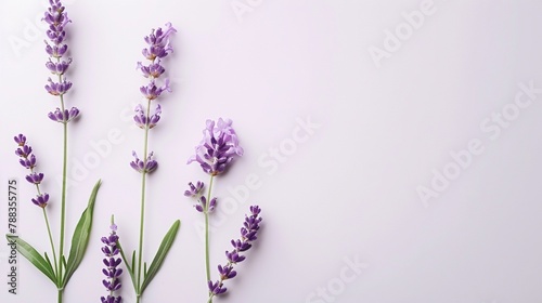 Fragrant lavender flower arranged elegantly on a white background  emanating relaxation and calmness.