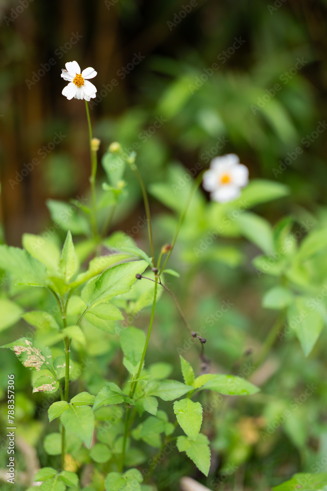 Small fresh yellow daisies are blooming by the river, swaying in the wind under the sunlight of the setting sun. Small fresh yellow daisies are blooming by the river, swaying in the wind under the sunlight of the setting sun.