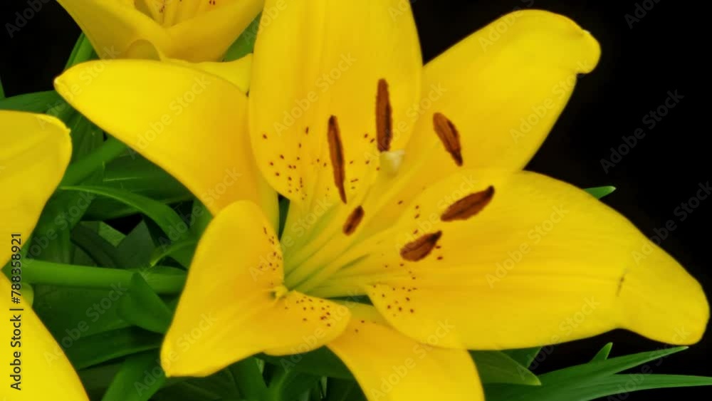 Macro time lapse blooming yellow Orienpet Lily flower, isolated on pure black background close-up