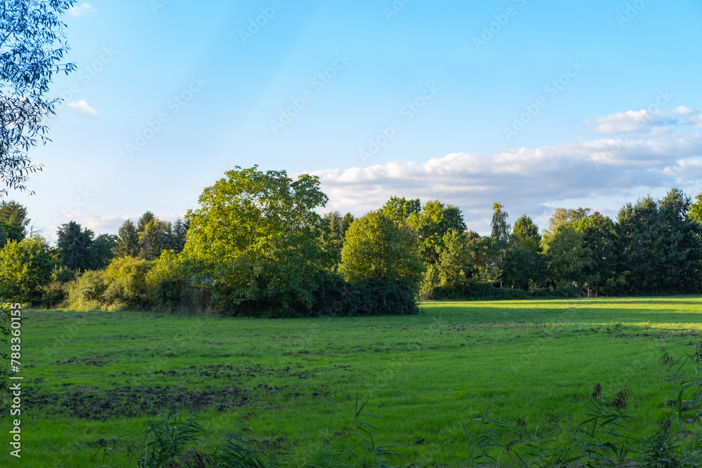 Fototapeta premium beautiful picturesque colorful landscape with green trees and grass, summer meadows, fields, banner for real estate agencies, land plots, travel agencies