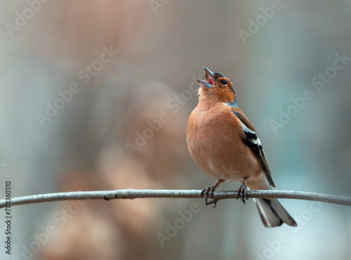 a beautiful bird, a male finch sits on a branch in a spring sunny garden and sings