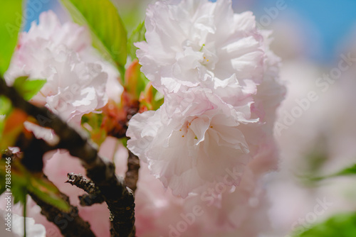 農業公園に咲く美しい桜の花