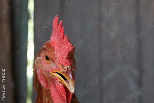 Closeup of a Galliformes rooster displaying its open beak
