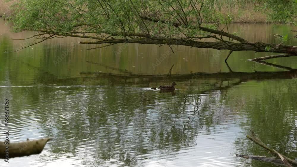 A wild duck with small ducklings swims in a pond. Wild duck with ducklings close-up. A wild duck with small ducklings swims in a pond. Wild duck with ducklings close-up.