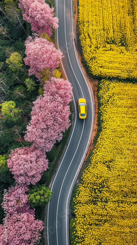 Witness the stunning spring scenery from above, showcasing a yellow car amidst cherry blossoms and rapeseed fields along a curved road. AI generative photo