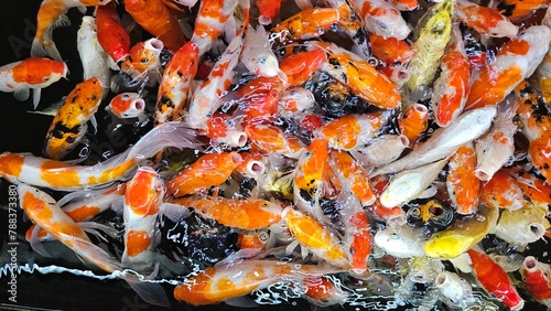 Close up of colorful Koi fish or Japanese Koi carp swimming in the healthy lake. Top view of fishes open mouth finding food.