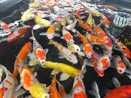 Close up of colorful Koi fish or Japanese Koi carp swimming in the healthy lake.  Top view of fishes open mouth finding food. photo